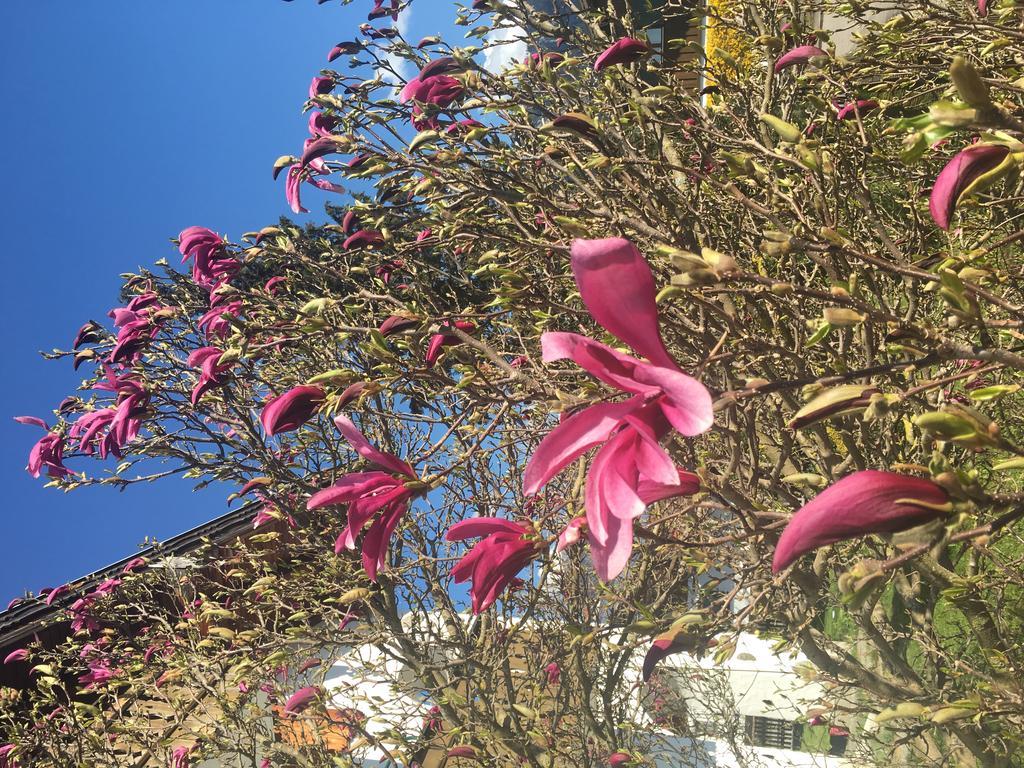 דירות שוונגאו Haus Magnolia מראה חיצוני תמונה